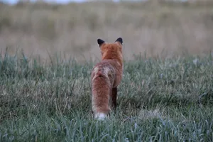 Red Fox From Behind Wallpaper
