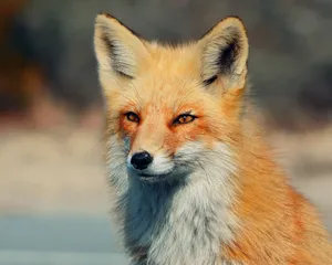 Red Fox Intense Stare Wallpaper