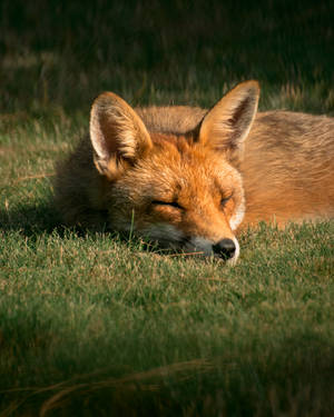 Red Fox Nap Close-up Wallpaper