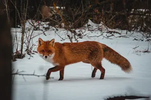 Red Fox On Snow Wallpaper