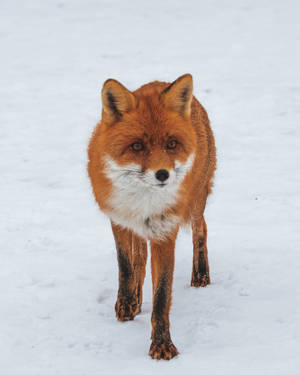 Red Fox Walking On Snow Wallpaper
