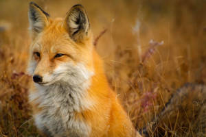 Red Fox Wild Animal Wallpaper