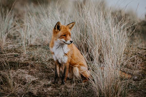 Red Fox With Dry Grass Wallpaper