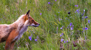 Red Fox With Lavender Flowers Wallpaper