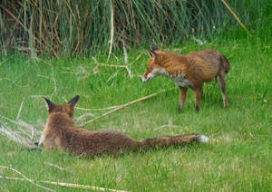Red Foxes On Grass Wallpaper