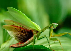 Red Green Praying Mantis Wallpaper