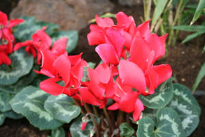 Red Ivy Leaved Cyclamen Wallpaper