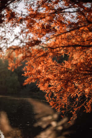 Red Leaves Fall Tumblr Wallpaper