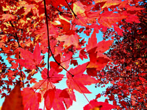 Red Leaves Fall Tumblr Wallpaper