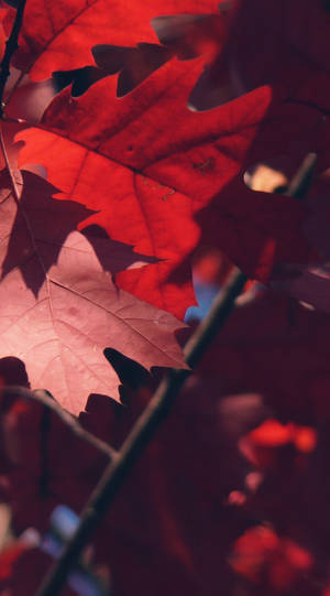 Red Leaves Iphone Wallpaper