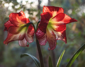 Red Lily Orchids Wallpaper