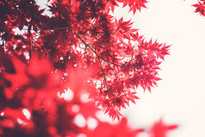 Red Maple Tree Leaves Wallpaper
