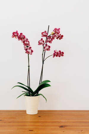 Red Moth Orchid In Vase Wallpaper