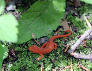 Red Newtin Natural Habitat.jpg Wallpaper