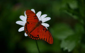 Red Orange Butterfly On Flower Wallpaper