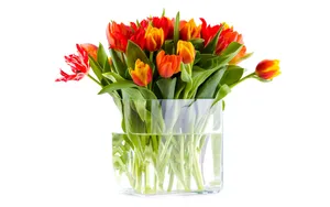 Red Orange Tulips In Flower Vase Wallpaper