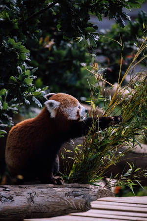 Red Panda Clawing Bamboo Wallpaper
