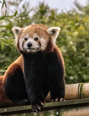 Red Panda Close-up Wallpaper