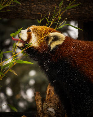 Red Panda Covered In Snow Wallpaper