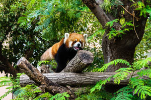 Red Panda Crawling On Log Wallpaper