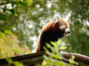 Red Panda Crisp Red Fur Detail Wallpaper
