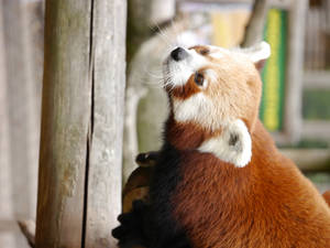 Red Panda Focused Instinct Wallpaper