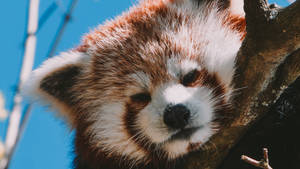 Red Panda Muted Red Colour Wallpaper