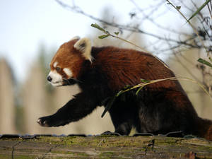 Red Panda On A Mossy Log Wallpaper
