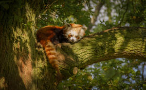 Red Panda On Moss Covered Tree Wallpaper