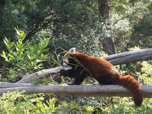 Red Panda Playful Beast Wallpaper
