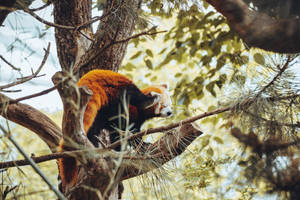 Red Panda Scratching With Hind Leg Wallpaper