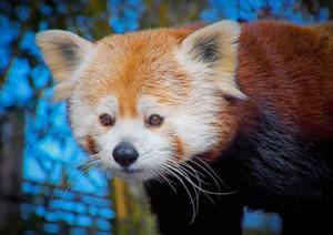 Red Panda Set Of Eyes Wallpaper