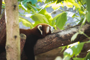 Red Panda Sleeping On Tree Wallpaper