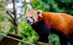 Red Panda Two Toned Coloured Fur Wallpaper