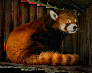 Red Panda Under Cover Of Roof Wallpaper