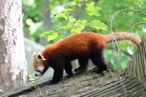 Red Panda Walking On Wood Wallpaper
