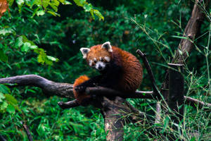 Red Panda Wet Red Fur Wallpaper
