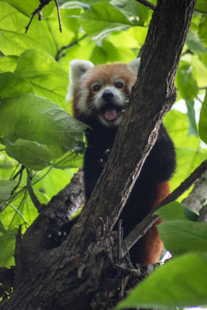 Red Panda With Big Green Leaves Wallpaper