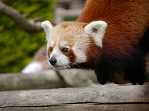 Red Panda With White Face Pattern Wallpaper