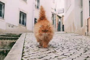 Red Persian Cat Wallpaper