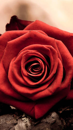 Red Petal Rose Iphone Wallpaper