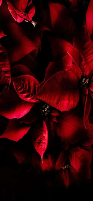 Red Poinsettias Dark Background Wallpaper