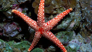 Red Polka Dots Starfish Wallpaper