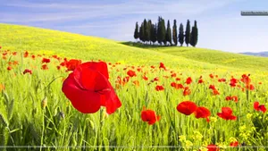 Red Poppy Field In Tusccany Wallpaper