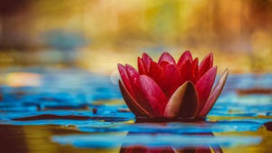 Red Pygmy Water Lily Wallpaper