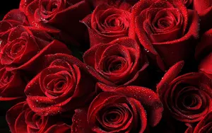 Red Rose Aesthetic Covered In Dew Wallpaper