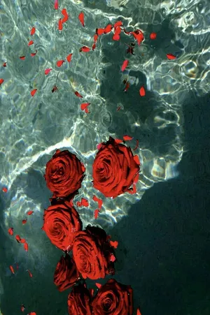 Red Rose Aesthetic Floating On Water Wallpaper