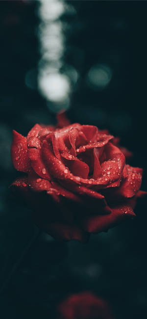 Red Rose Aesthetic Iphone 11 Wallpaper