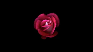 Red Rose Black Background4 K Wallpaper
