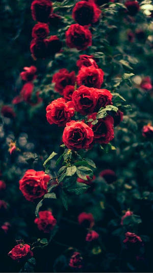 Red Rose Bush With Green Leaves Indie Phone Wallpaper